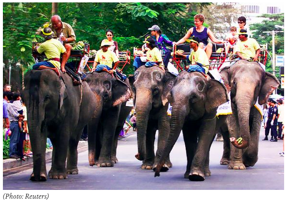 Stay off Elephants’ Backs to Stop Killing Them